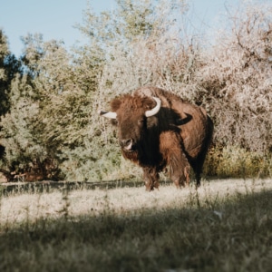 Bison rescue at las vegas greengale farms