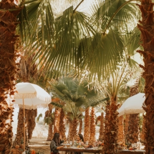 palm tree oasis page