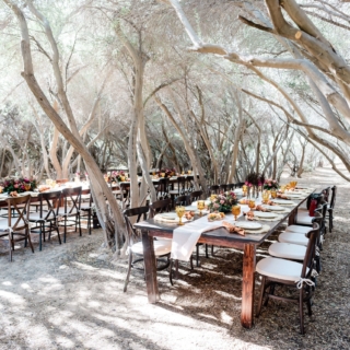 Farm to table dinner in the las vegas outdoor olive grove 